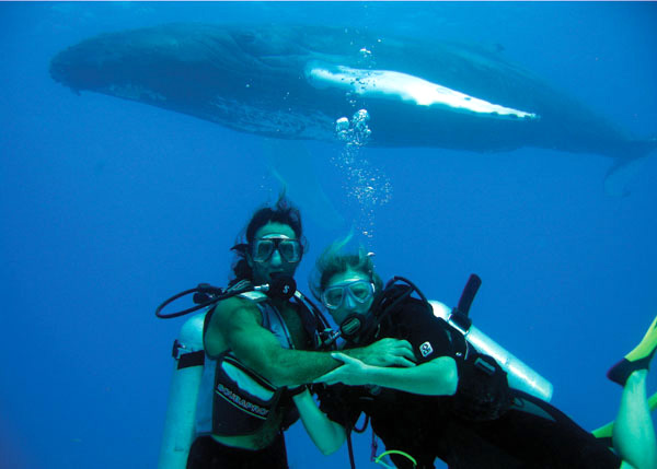 A photograph of SCUBA diver with a Humpback Whale off Providenciales (Provo), Turks and Caicos Islands, British West Indies