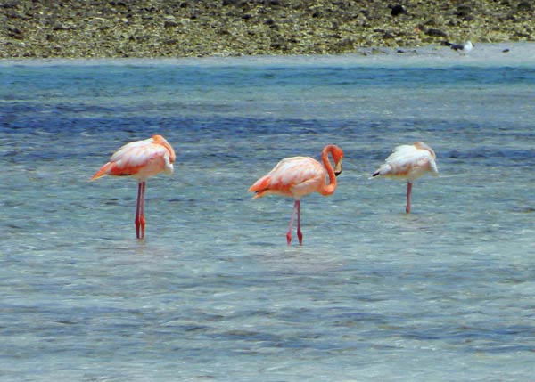 A photograph of Pink Flamingos on Grand Turk, Turks and Caicos Islands, British West Indies