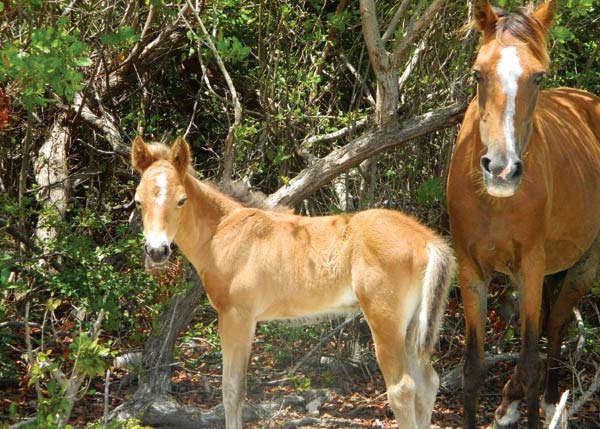 A photograph of Wild Horses and Donkeys on Grand Turk, Turks and Caicos Islands, British West Indies