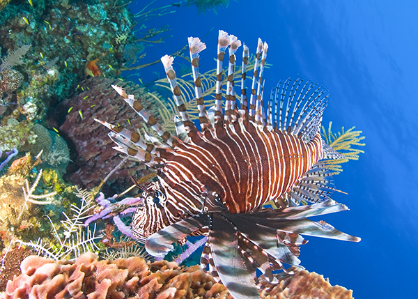 A photograph of a lion fish in the Turks and Caicos Islands.