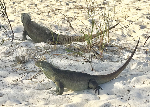 A photograph of Rock Iguanas in the Turks and Caicos Islands.