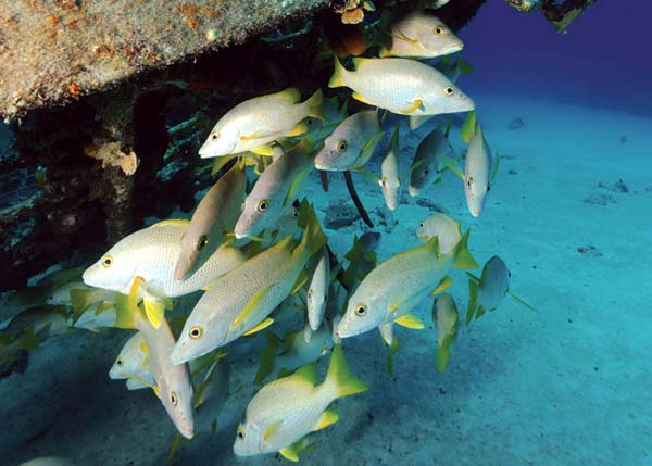 A photograph of Yellow Jacks hanging out under a wreck near Providenciales (Provo), Turks and Caicos Islands, British West Indies