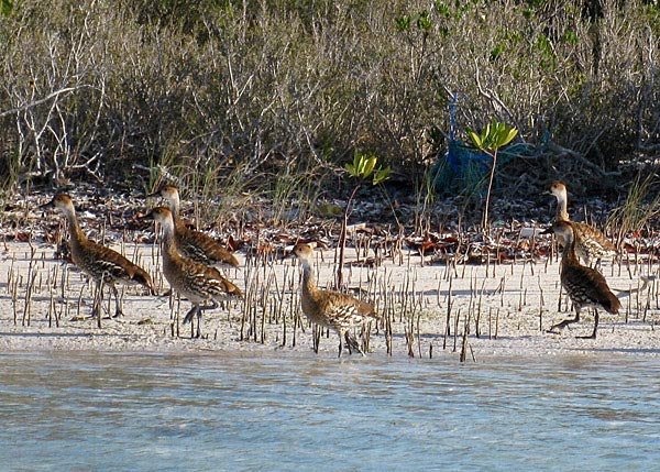 A photograph of rare Whistling Ducks in the East Bay Cay National Park, Turks and Caicos Islands.
